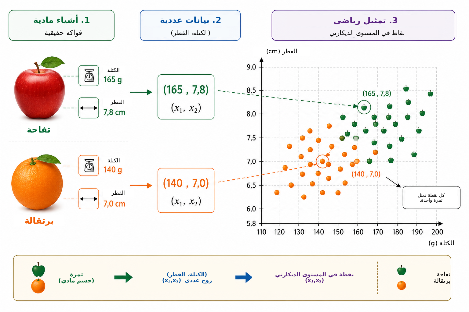 من الملاحظة الفيزيائية إلى النمذجة الرياضية. توصف كل ثمرة أولًا بمقدارين قابلين للقياس — الكتلة والقطر — ثم تمثل بالزوج المرتب \((x_1,x_2)\) . وفي مستوى الكتلة–القطر تصبح كل مشاهدة نقطة، وبذلك يمكن إعادة تفسير التمييز بين التفاح والبرتقال بوصفه مسألة هندسية لفصل فئتين.