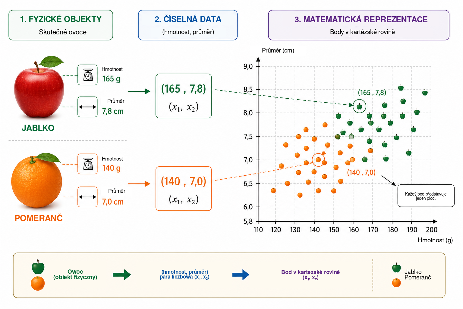 Od fyzického pozorování k matematickému modelování. Každý plod je nejprve popsán dvěma měřitelnými veličinami — hmotností a průměrem — a poté reprezentován uspořádanou dvojicí \((x_1,x_2)\) . V rovině hmotnost–průměr se každé pozorování stává bodem, takže rozlišování jablek a pom