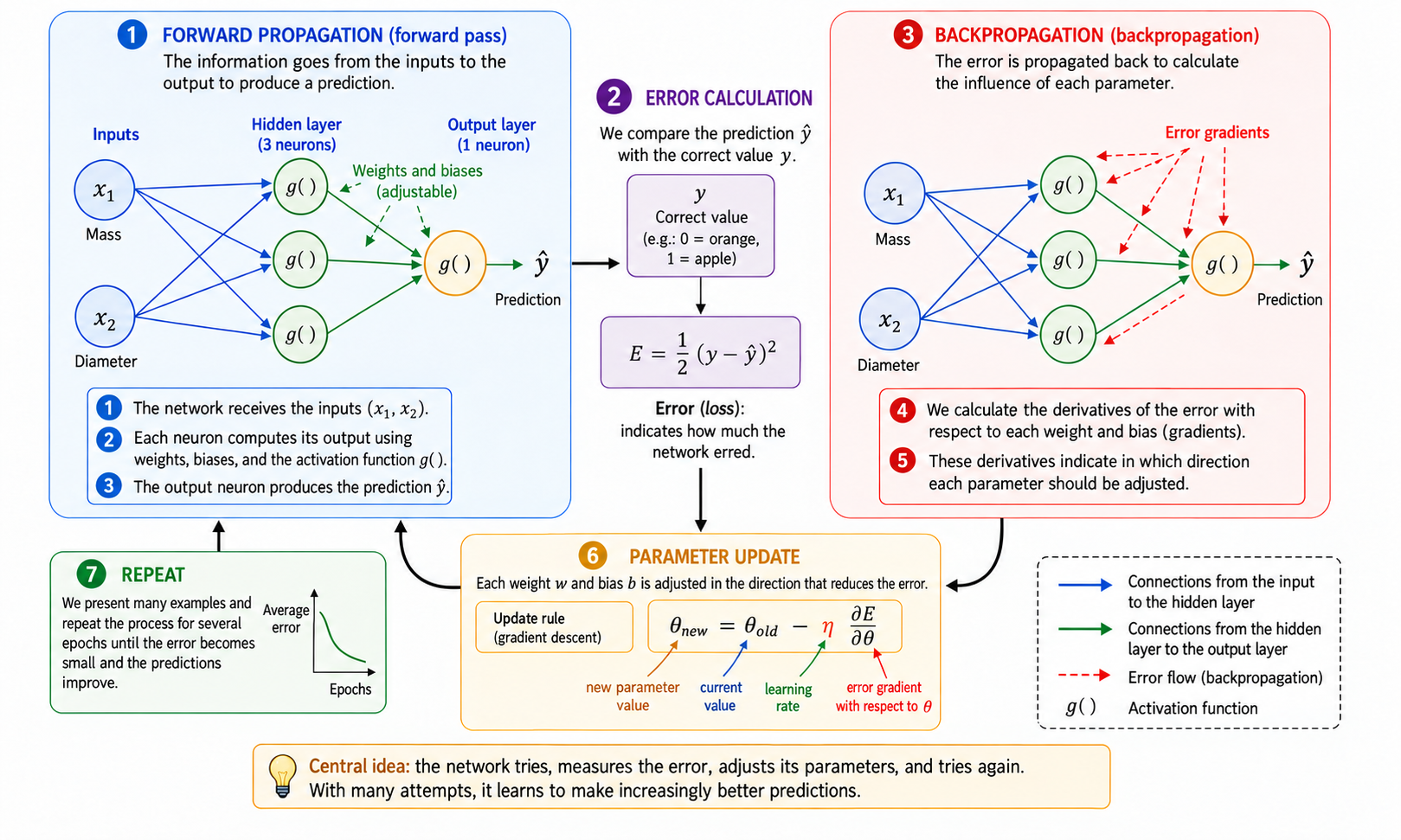Basic training cycle of a neural network.