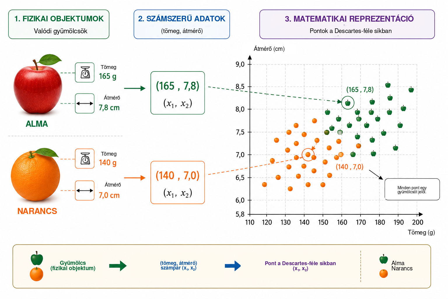 A fizikai megfigyeléstől a matematikai modellezésig. Minden gyümölcsöt először két mérhető mennyiség — tömeg és átmérő — ír le, majd az \((x_1,x_2)\) rendezett párral reprezentáljuk. A tömeg–átmérő síkban minden megfigyelés ponttá válik, így az almák és narancsok megkülönböztetés