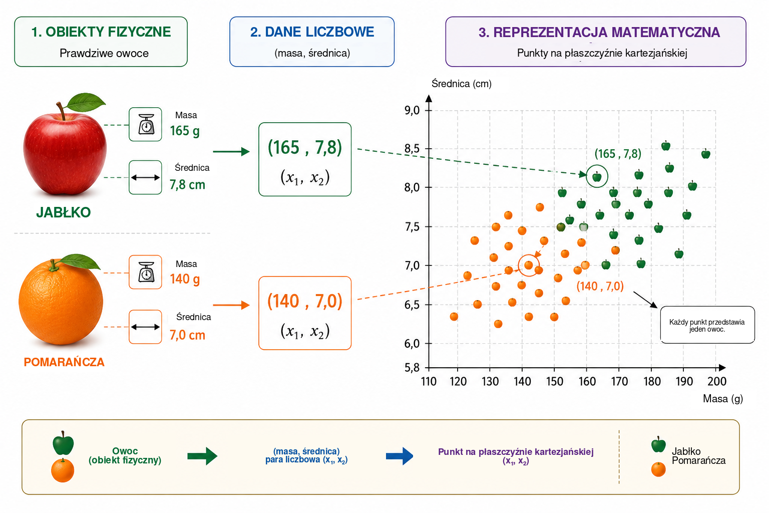 Od obserwacji fizycznej do modelowania matematycznego. Każdy owoc jest najpierw opisany dwiema mierzalnymi wielkościami — masą i średnicą — a następnie reprezentowany przez uporządkowaną parę \((x_1,x_2)\) . Na płaszczyźnie masa–średnica każda obserwacja staje się punktem, dlateg