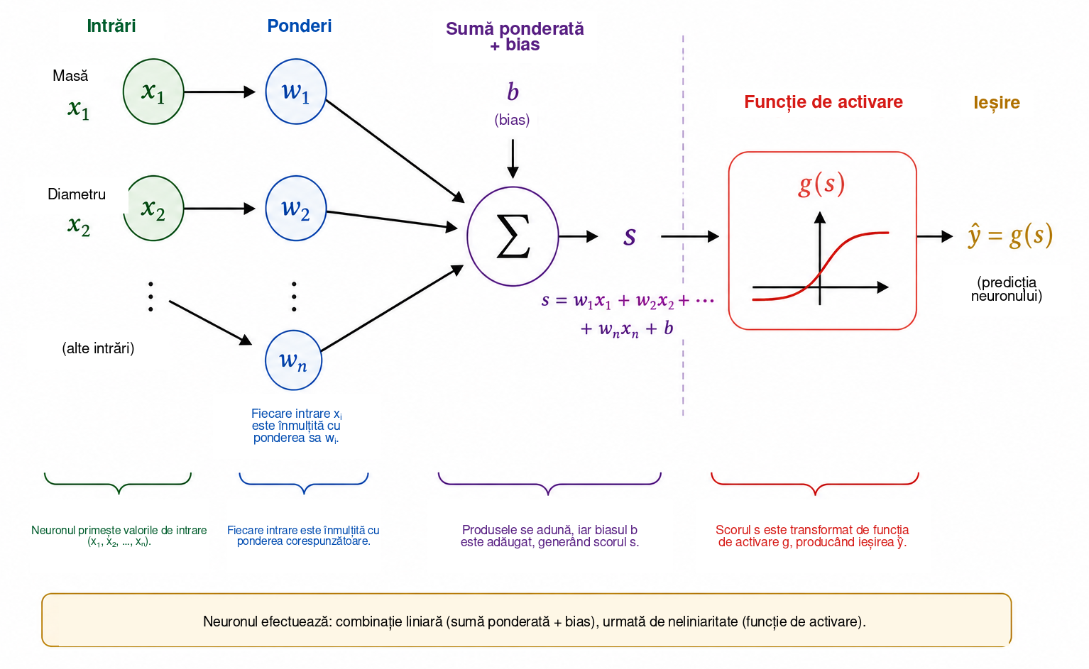 Schema de funcționare a unui neuron artificial. Fiecare intrare \(x_i\) este înmulțită cu o pondere \(w_i\) ; produsele sunt adunate la biasul \(b\) pentru a produce scorul \(s\) . Funcția de activare \(g\) transformă apoi acest scor în ieșirea \(\widehat{y}=g(s)\) , care poate f