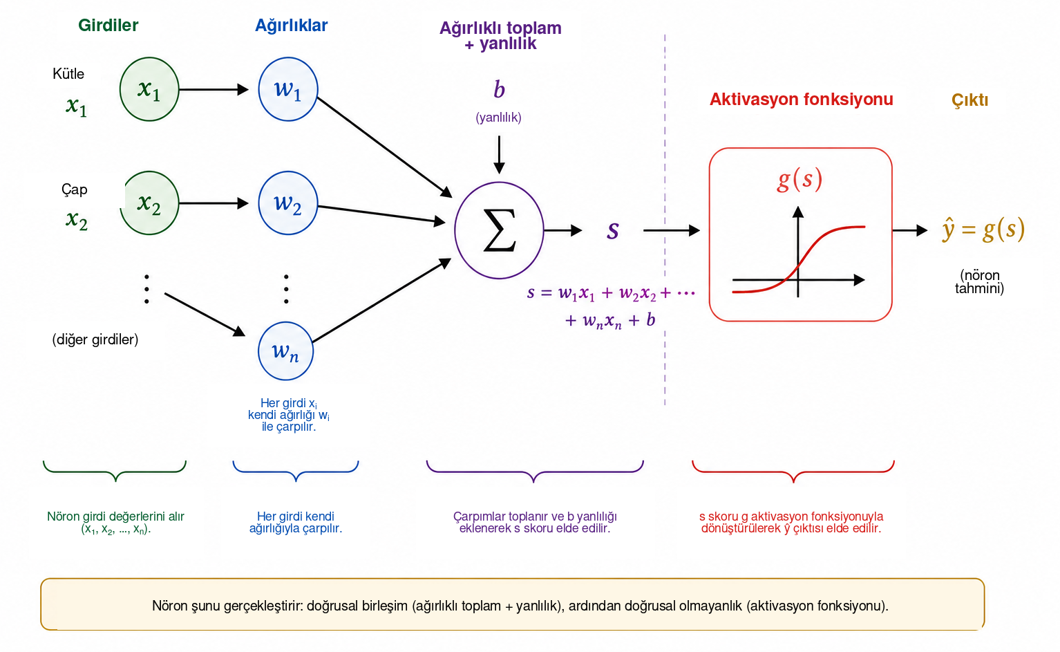 Bir yapay nöronun şematik işleyişi. Her \(x_i\) girdisi bir \(w_i\) ağırlığıyla çarpılır; çarpımlar \(b\) yanlılığıyla toplanarak \(s\) skoru elde edilir. Aktivasyon fonksiyonu \(g\) daha sonra bu skoru \(\widehat{y}=g(s)\) çıktısına dönüştürür; bu çıktı ara bir nicelik ya da son
